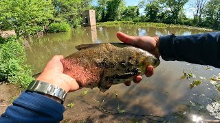 summer spin fishing happened upon a surprise shad again [upl. by Einnor]