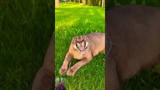 angry caracal Pumba 😡shortvideo animals youtubeshorts wildlife shorts [upl. by Dunstan208]