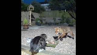 Fighting at the food dish cat v fox round 1 [upl. by Eisso]