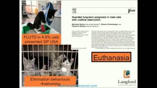 The Management of Feline Lower Urinary Tract Disease [upl. by Yadnil935]