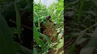 Over populated plants due to Planter recalibration farming cornfarm corncultivation viralvideo [upl. by Ahsiened185]