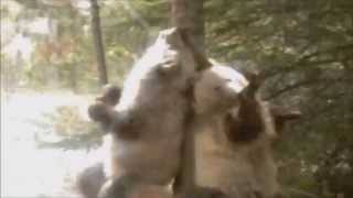 BEARS scratching on trees  Cocaine Bears True Story [upl. by Russell]