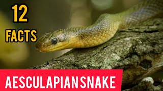 aesculapian snake pet  facts [upl. by Etta458]