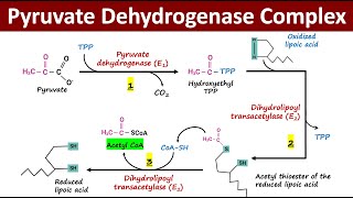 What is Pyruvate Dehydrogenase Complex PDH Complex  Oxidative Decarboxylation of Pyruvate [upl. by Ordnasela]