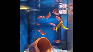 Special Anthias Deal  Korallenzucht Karlsruhe aquarium reef corallife fish anthias [upl. by Ruthe79]