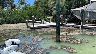 Stinky snot grass algae clogging water off Anna Maria Island [upl. by Intruoc]