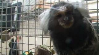 Marmoset Monkey at Monkey World Dorset UK [upl. by Main]