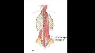 Lumbo sacral erector exercise [upl. by Oletha500]