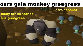 como obtener los monkey greegree osrs español 2022 [upl. by Htiel]