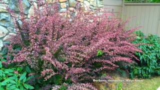 Berberis thunbergii atropurpurea Rose Glow [upl. by Javed]