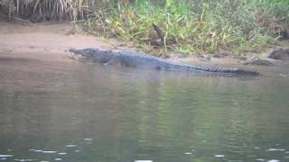 Chris Dahlbergs Daintree River Tours [upl. by Esiuolyram730]