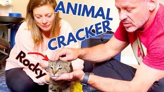 😻 2 YEAR OLD CAT WITH REAREND LAMENESS  GETS GENTLE CHIRO ADJUSTMENT Part 3 of 3 [upl. by Daffie787]