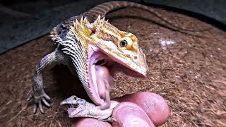 Bearded Dragon eating crunchy Lizards [upl. by Anni]