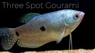 Three Spot Gouramis An Introduction to These Beautiful Fish Trichopodus trichopterus [upl. by Stanford]