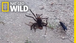 Wasp Vs Tarantula Explained By a NineYearOld  Nat Geo Wild [upl. by Cinamod]