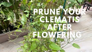 How to prune clematis after flowering [upl. by Ihp]