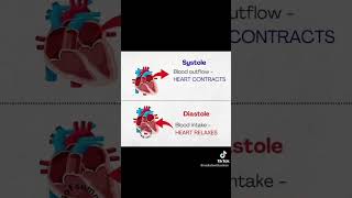 Systole and Diastole difference between systole and diastole heart blood science humananatomy [upl. by Pauline]