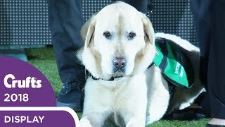 Dogs for Good Display  Crufts 2018 [upl. by Unam98]