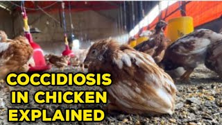 The Ultimate Guide to Coccidiosis In Chicken  Cause Symptoms and Solutions [upl. by Eilama650]