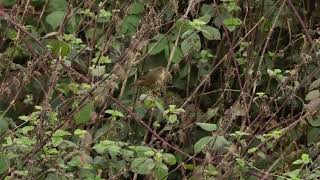 Raddes Warbler Phylloscopus schwarzi [upl. by Agan233]