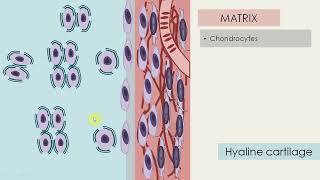 Cartilage histology [upl. by Anerys]