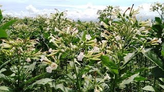 The beauty of tobacco flowers blooming in the fields [upl. by Arrol588]