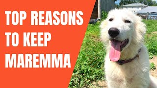 Top 5 Reasons Maremma Sheepdog Wins Over Other LGD  vs Great Pyrenees Kangal Anatolian Comparison [upl. by Neelhtac]