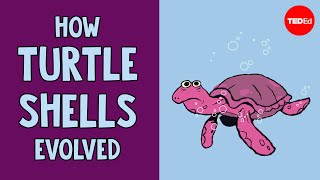 How turtle shells evolved twice  Judy Cebra Thomas [upl. by Lesoj]