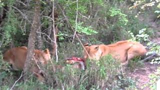 Two lionesses feasting from a warthog [upl. by Augusto624]