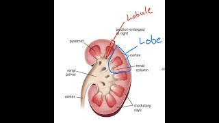 Differences between the renal lobe and renal lobule [upl. by Ybreh]