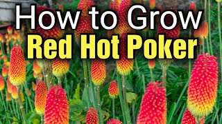 How to Grow and Plant Red Hot Poker A Complete Guide to Kniphofia 🌱 [upl. by Harikahs]