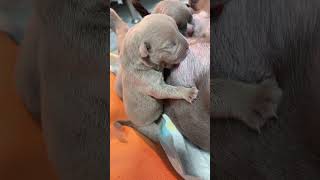 Cute Puppies Drinking Breast Milk cutepuppy puppy doglovers [upl. by Aicilanna]