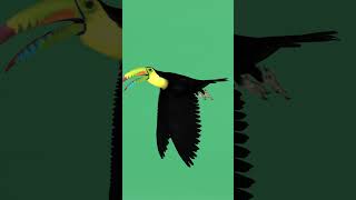 Toucan Bird bird toucan animals nyilonelycompany game [upl. by Tnairb]