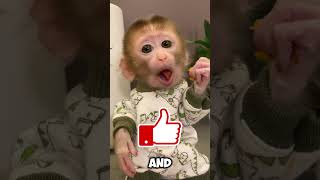 Why these Monkey🐒 has Large Nose👃 [upl. by Alba]