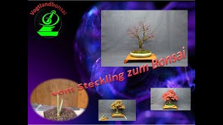 vom Steckling zum Bonsai [upl. by Rehpotsrik]