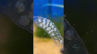 Yoda snail eggs day 7 [upl. by Terry]