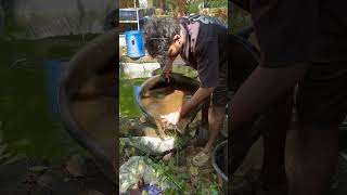 ഇത്ര ഭംഗി ഉള്ള aquarium എങ്ങനെ ഉണ്ടാക്കി👀  planted tank making  new tank setup  fish tank [upl. by Francklyn]