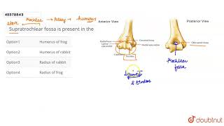 Supratrochlear fossa is present in the [upl. by Htiekel]