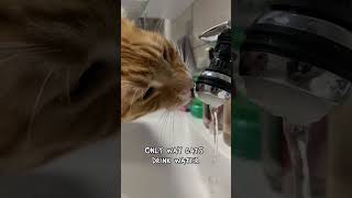 The only way cats drink water 🐈 gingercat orangecat funnycats catlover [upl. by Ihcego697]