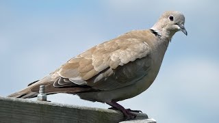 Eurasian Collared Dove Call  Bird Sounds [upl. by Ainatnas403]