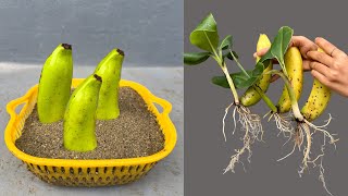 Summary of banana propagation method from fast growing banana fruit after 10 days [upl. by Sul]