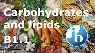 IB Biology – B11 Carbohydrates and Lipids [upl. by Chaunce]