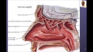 CAVIDADES NASALES Y SENOS PARANASALES [upl. by Llerod]