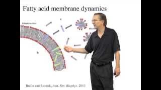 Properties of protocell membranes  Jack Szostak HarvardHHMI [upl. by Naraj]