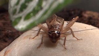 Adult male house cricket chirping [upl. by Dlnaod]