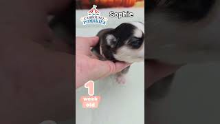 Sophie the one week old pomsky puppy doglover pomskydog puppy pomskylove pets pomskylife [upl. by Ddat]