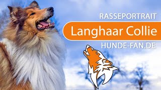 ► Langhaarcollie  Rough Collie 2019 Rasse Aussehen amp Charakter [upl. by Shaffert]