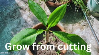 how to successful cuttings of plumeria plant gardening [upl. by Tandie]