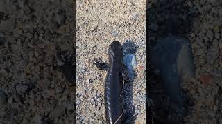 Blue Spotted Salamander up close [upl. by Jeminah]