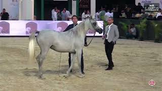 N 42 Galila Arkan The Elite Egyptian AHC 2024 Fillies 2 Years Old Section B Class 2B [upl. by Hamner]